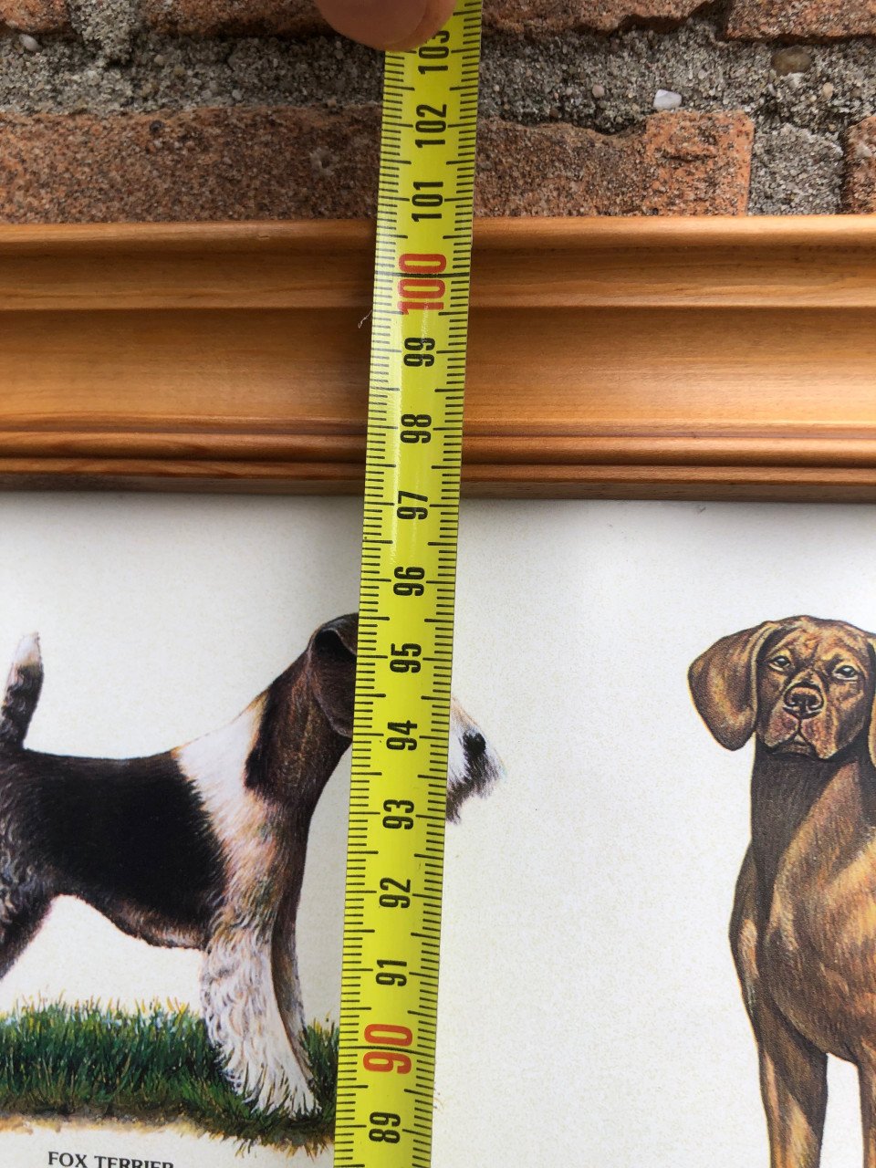 Honden poster ingelijst achter ontspiegeld.