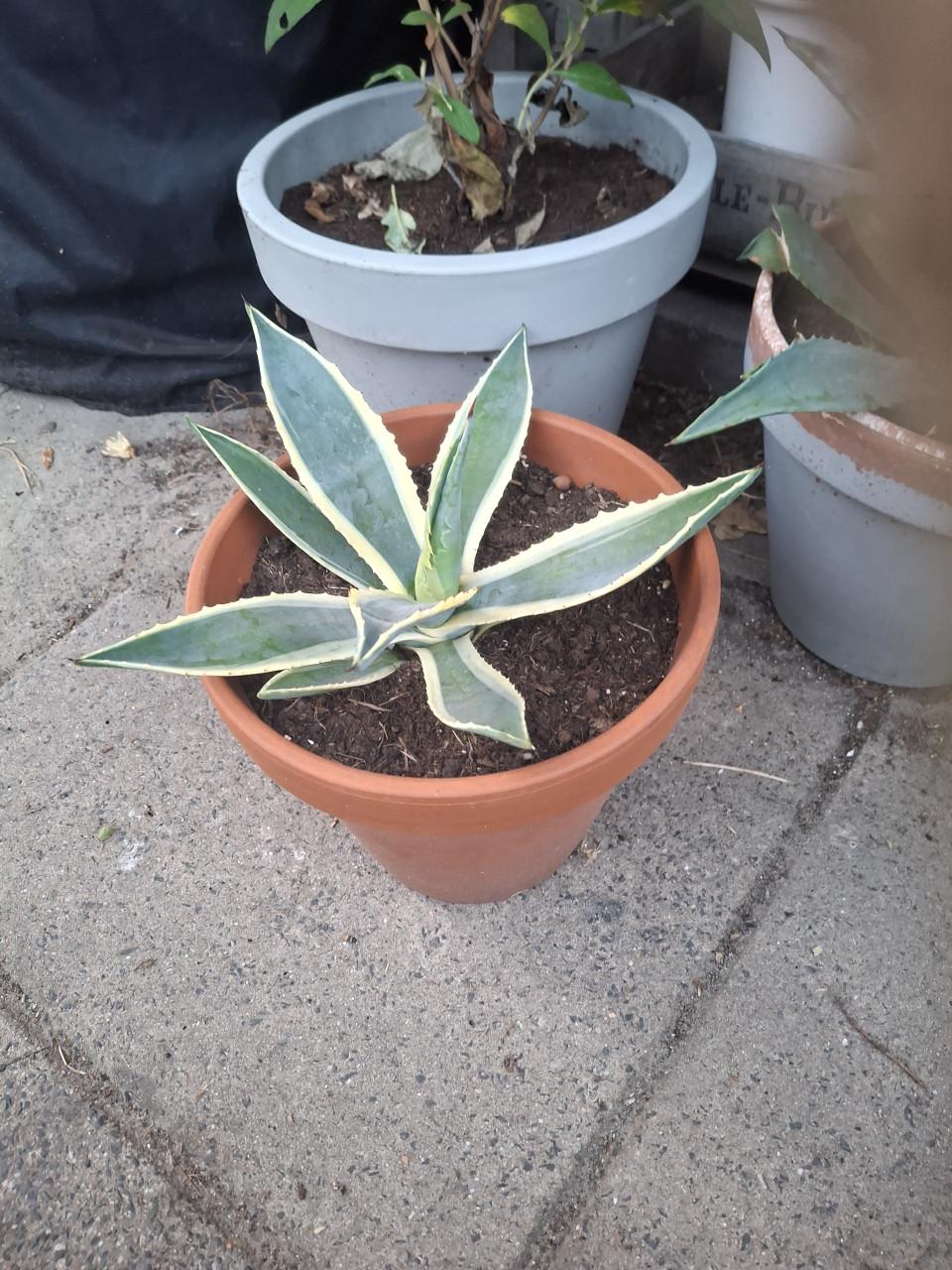 Agave