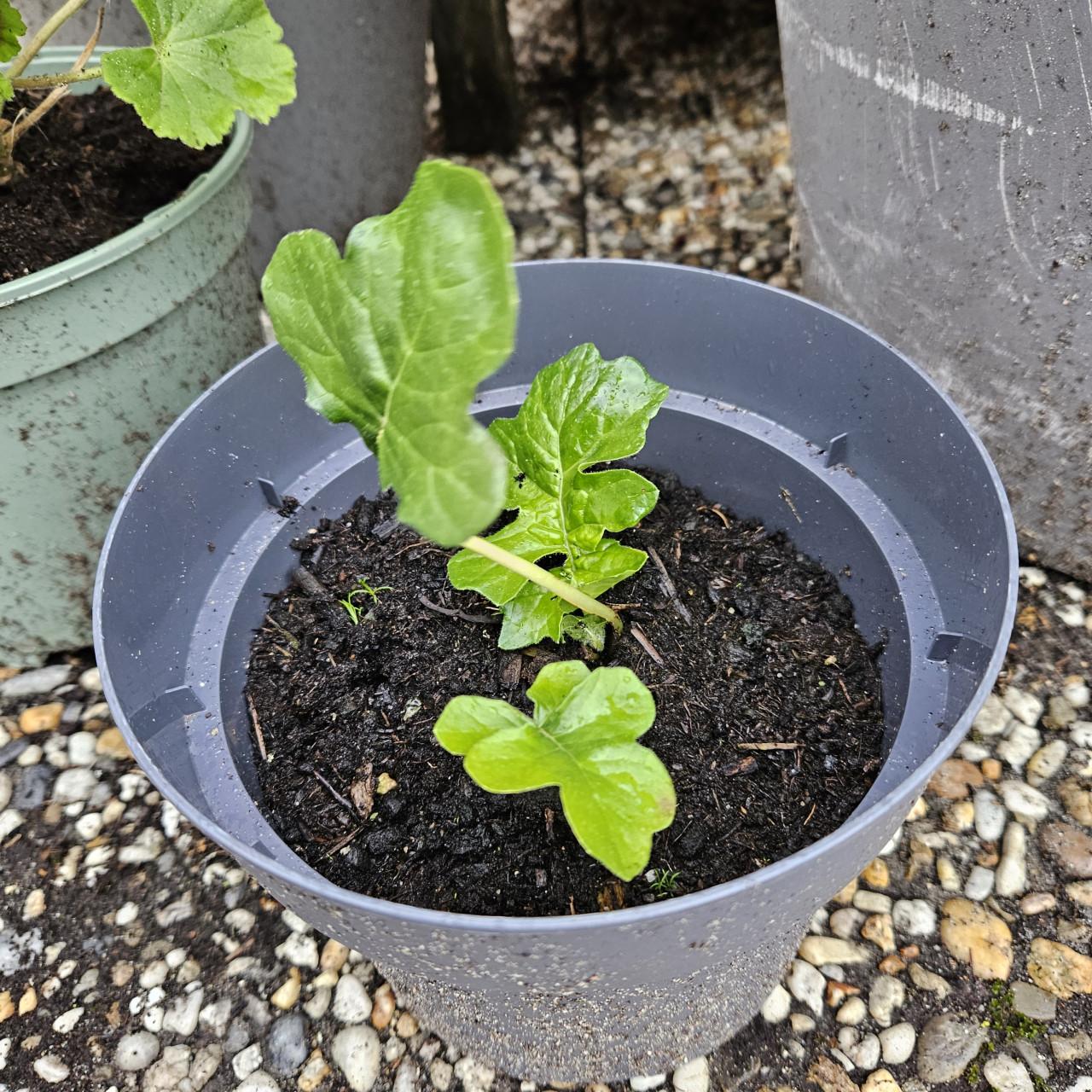 Stekje van de acanthus