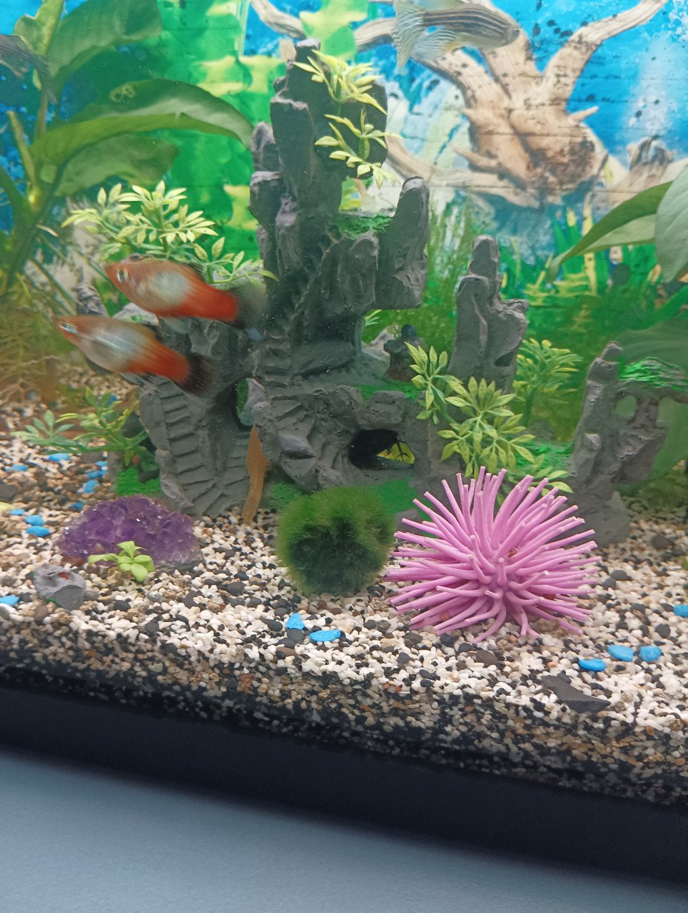 Platys