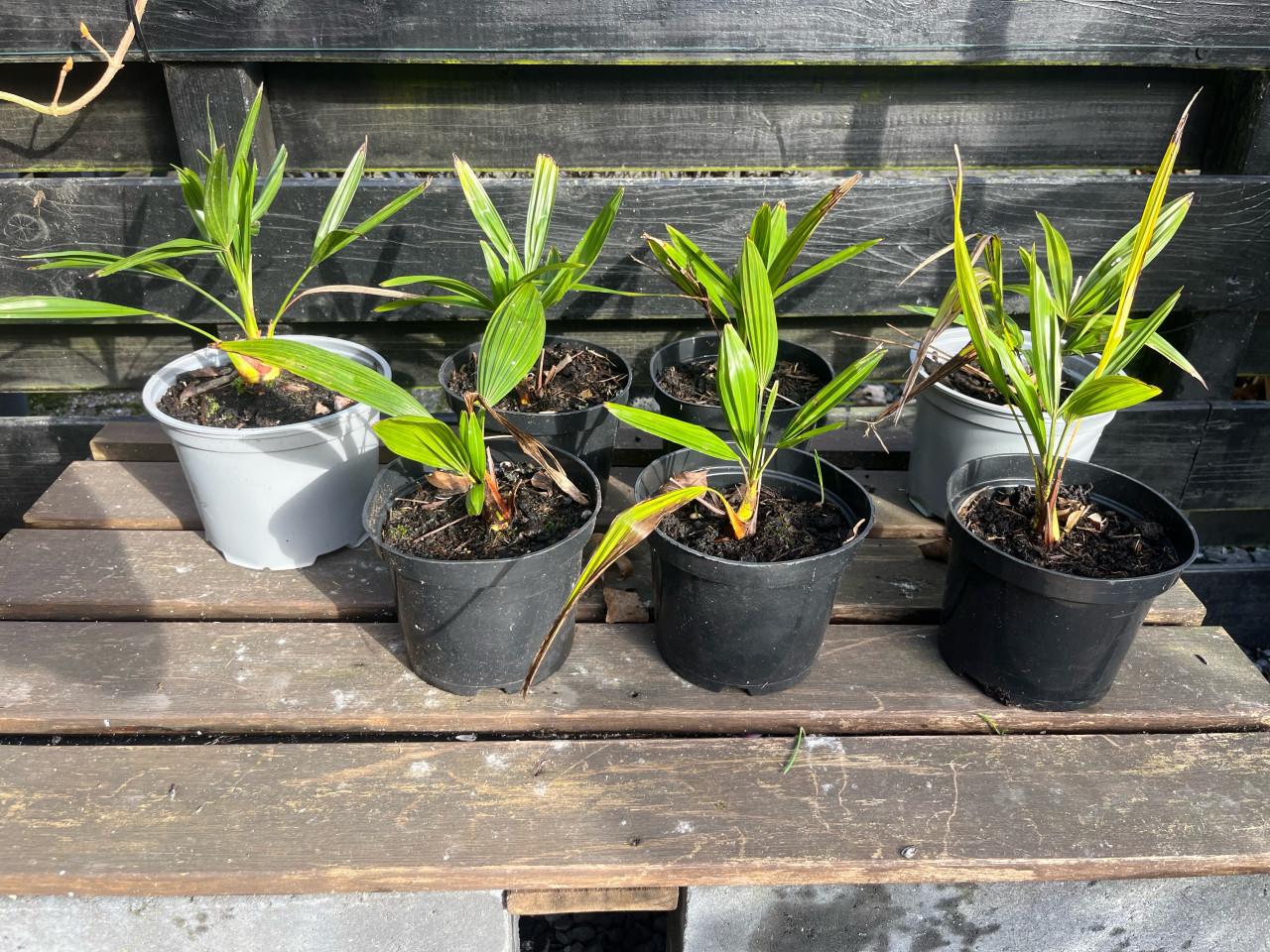 Trachycarpus fortune, Jonge palmboompjes te koop