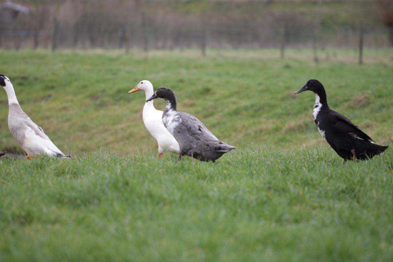 Broedeieren loopeenden