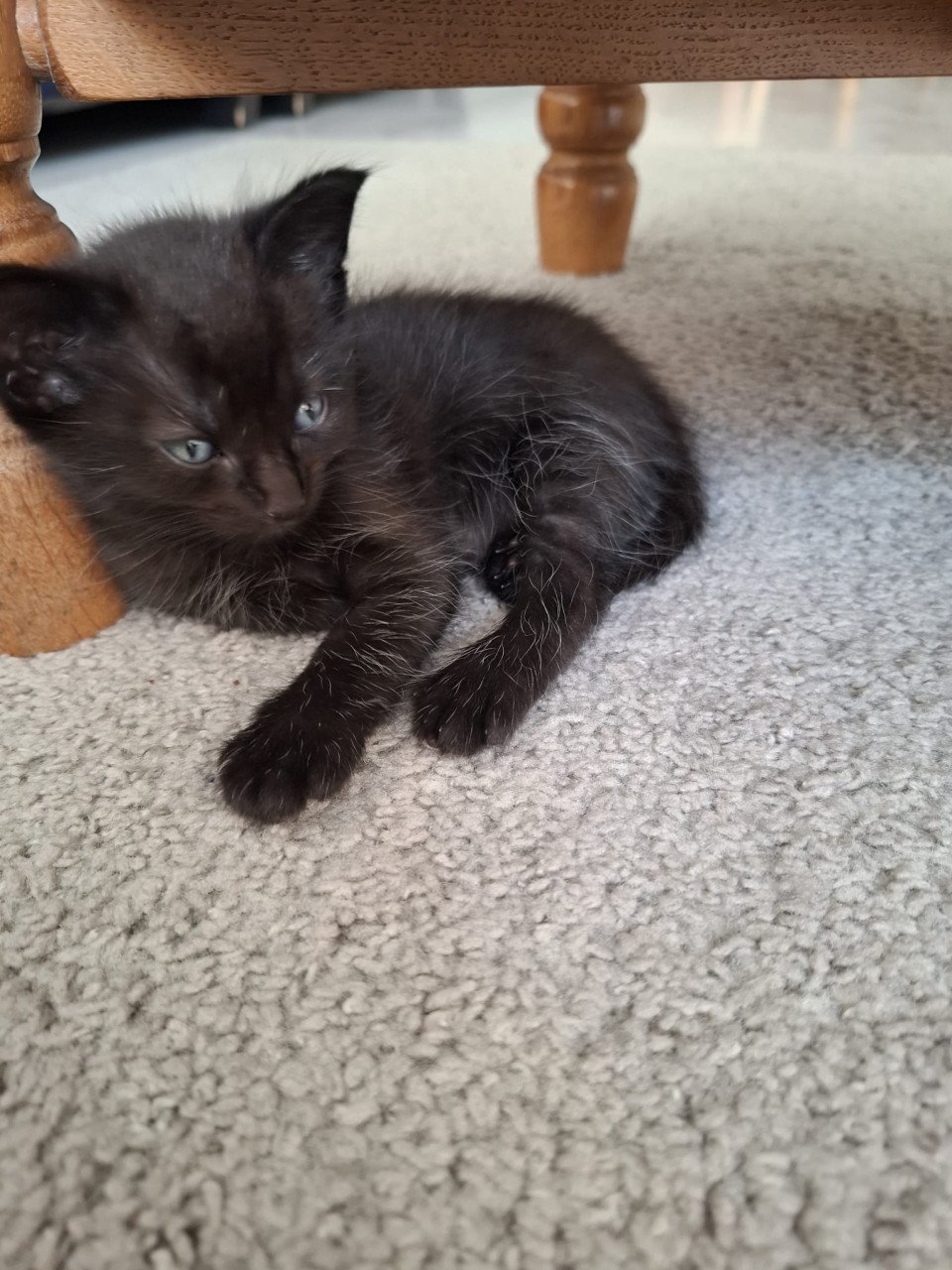 Kittens
