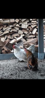 Sabelpootkriel grijs