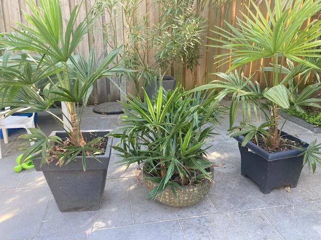 Chinese Waaierpalmen