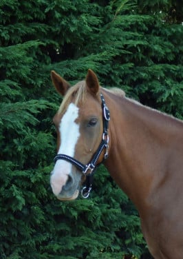 Recreatie/fokmerrie D-pony