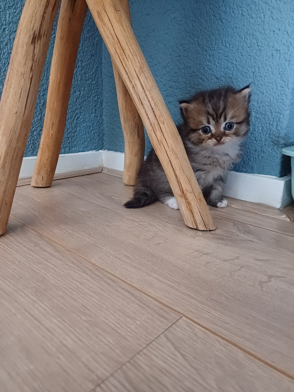 We hebben 2 prachtige langhaar kittens beschikbaar,