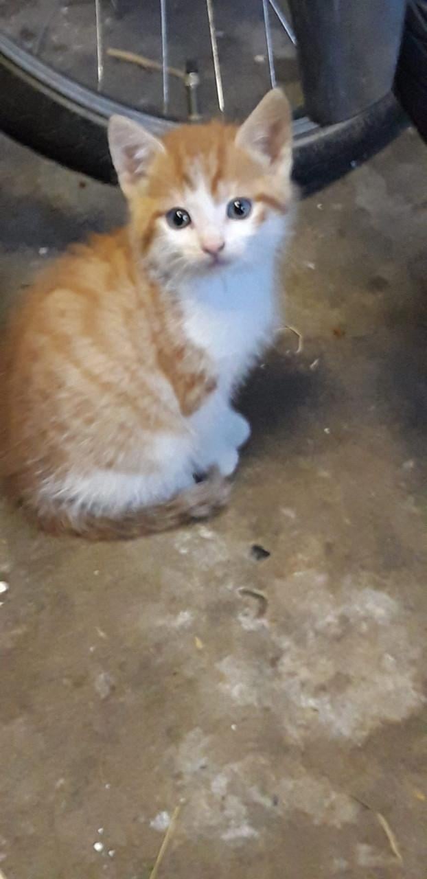 Wij 4 broertjes zoeken een nieuw baasje