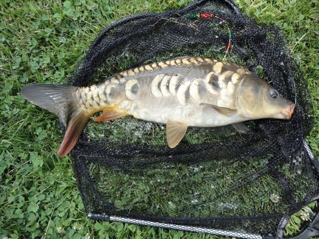 Koop je visvergunning voor het jaar 2026 bij Jos en Jolanda en Saskia 17,50