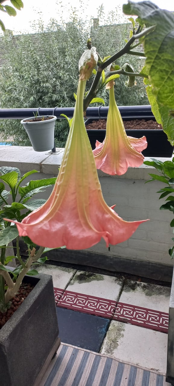 Brugmansia stekken