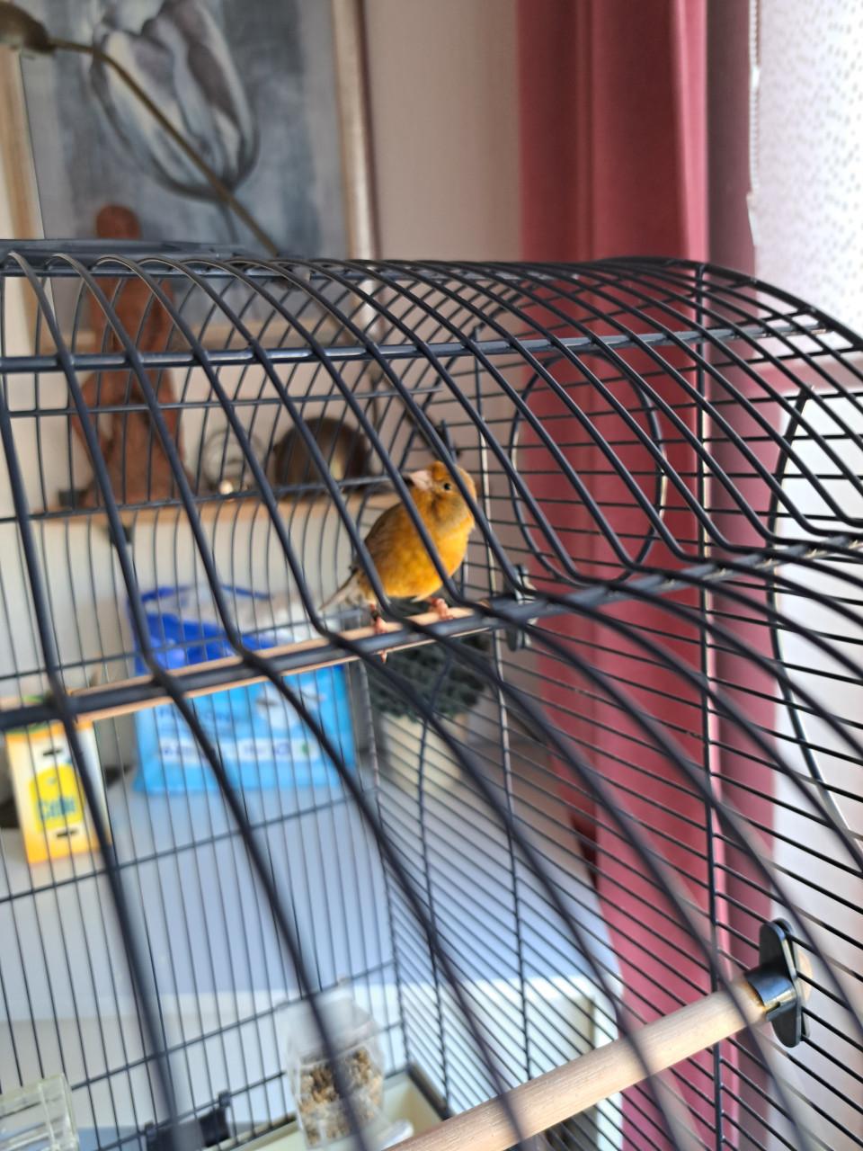 Timbrado man evt. Met kooi op voet