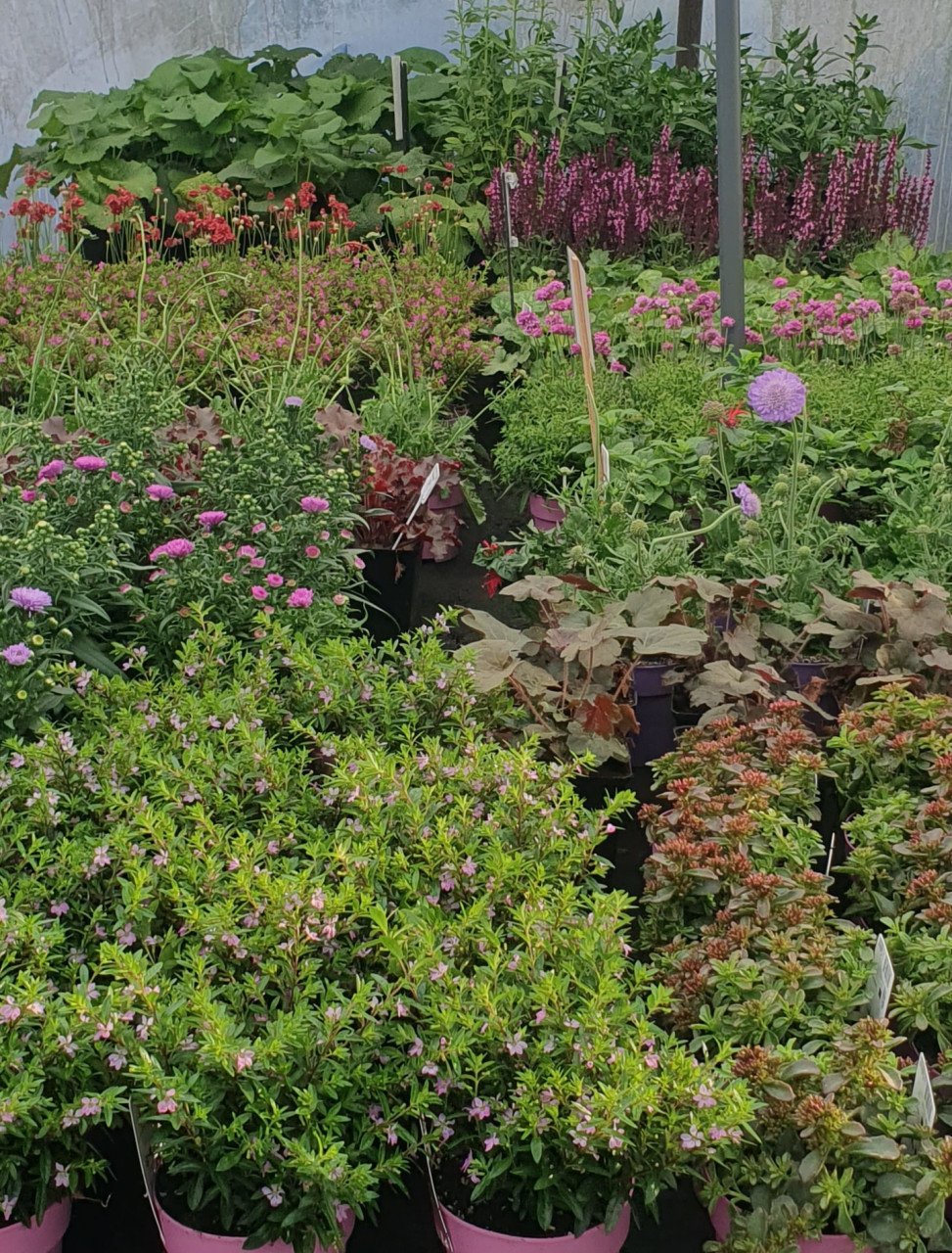 Tuinplanten OUDELANDE