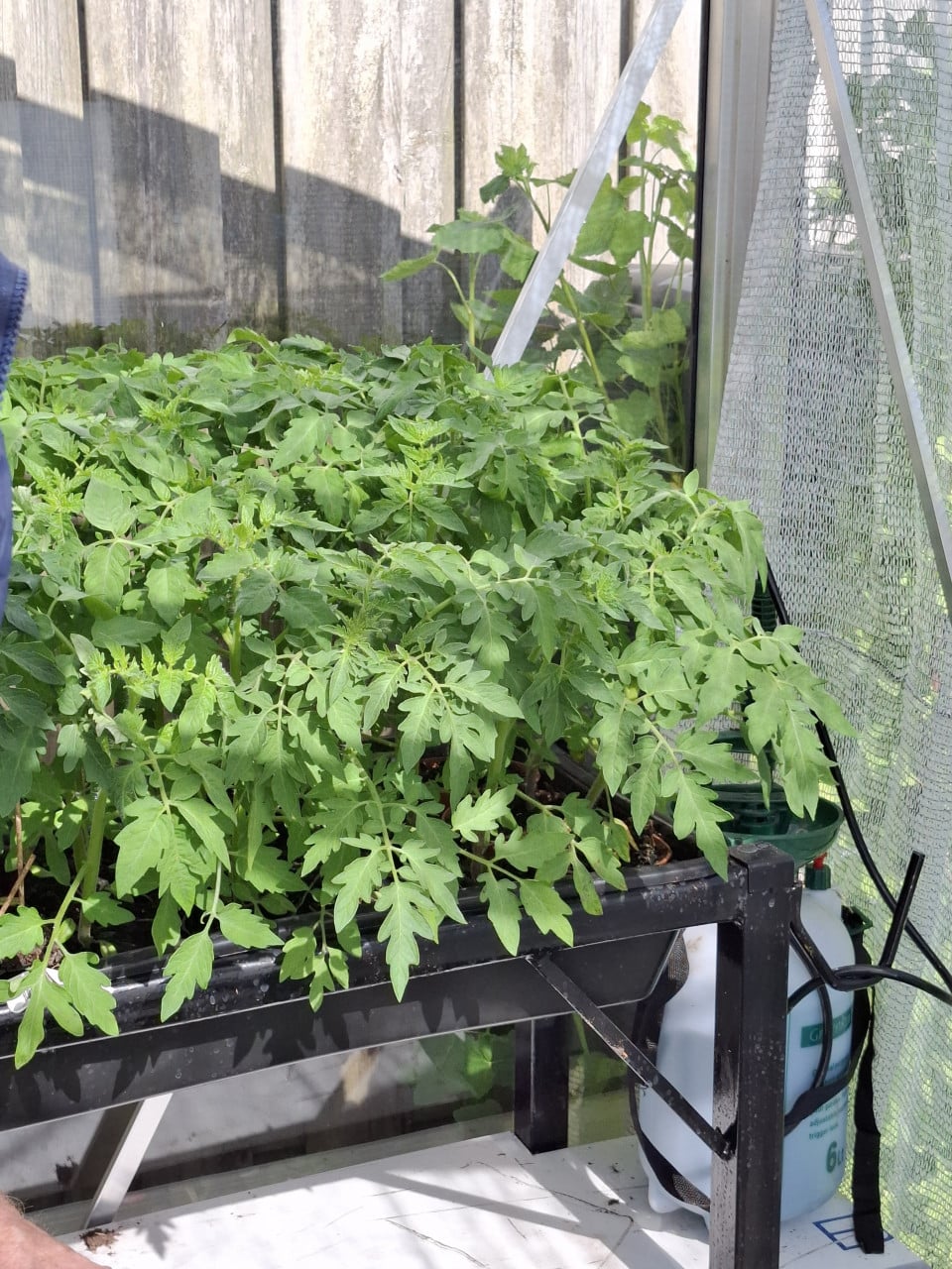 Tomatenplantjes en komkommerplantjes