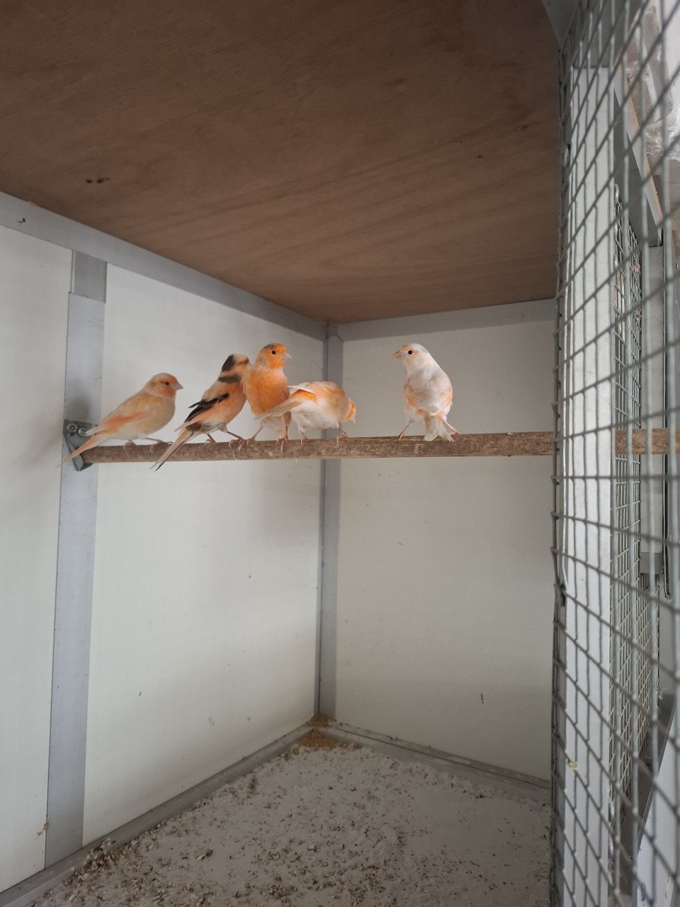 Prachtige kanaries (oranje)