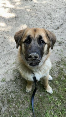 Leonberger/ Malamute pup te koop
