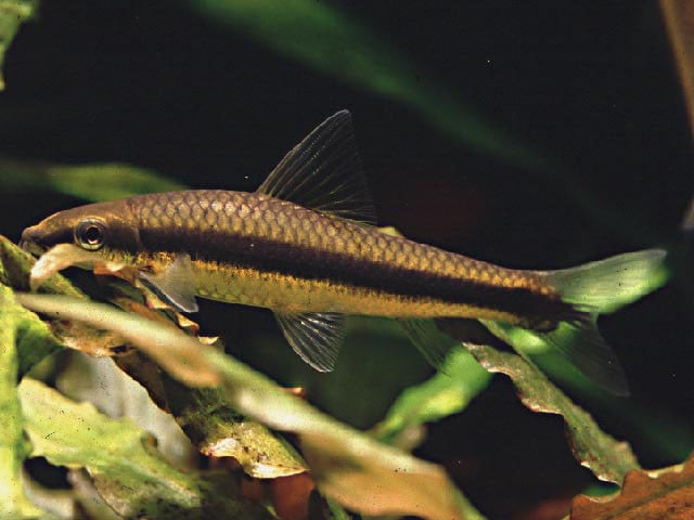 Vissen warm water