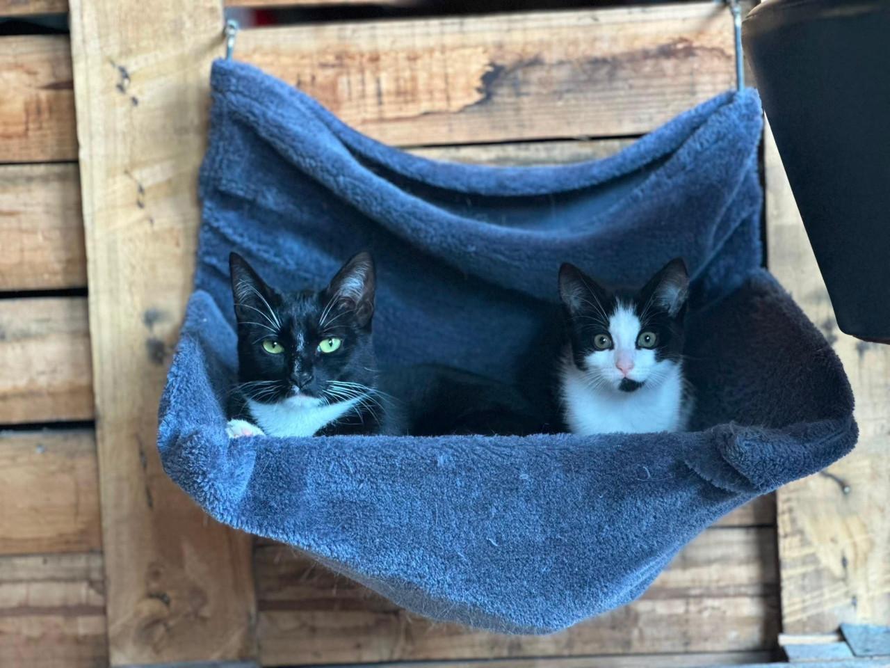 2 poezen + kitten