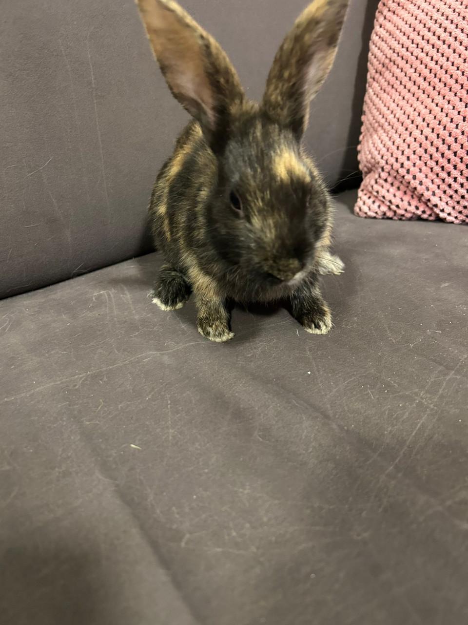 3 lieve baby konijntjes