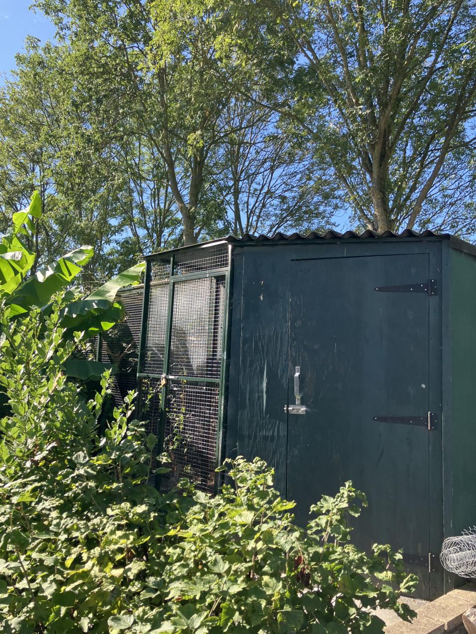 Prachtig grijze roodstaart papegaai koppel