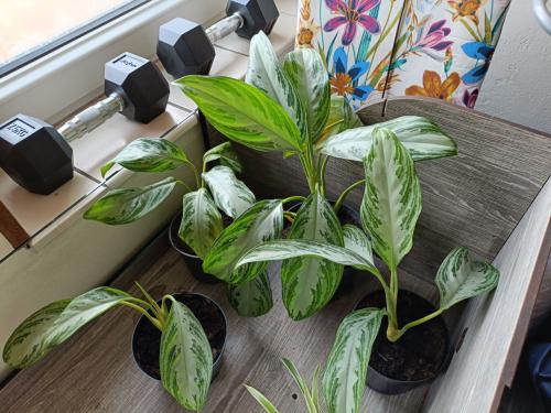 Kamerplant Aglaonema Silver bay 3x