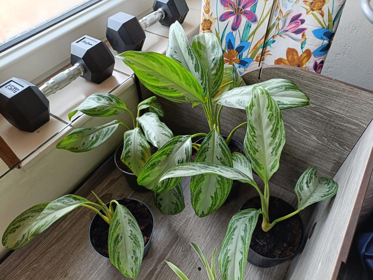 Kamerplant Aglaonema Silver bay 3x
