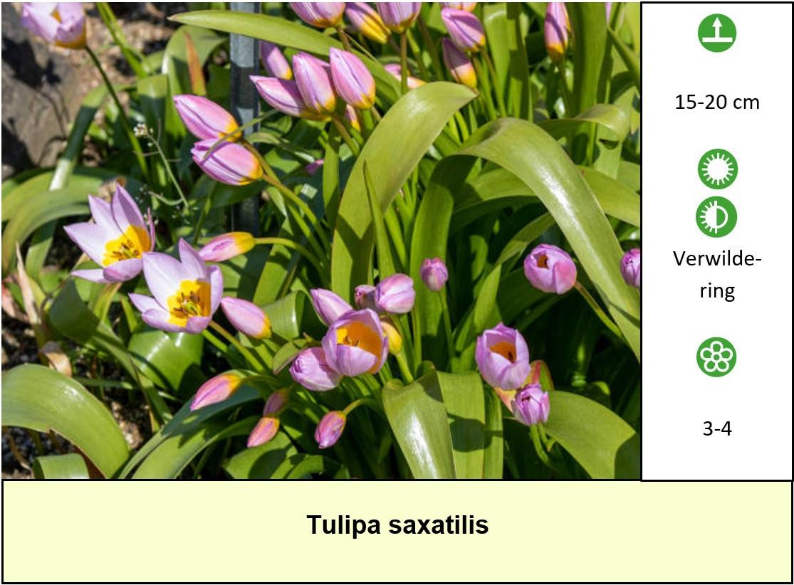 Mooie grotere potmaten in ons plantenkraampje,... ++ TIP ++