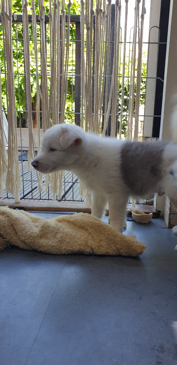 Border Collie