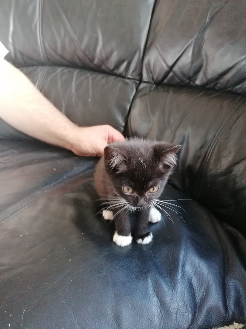 Kittens
