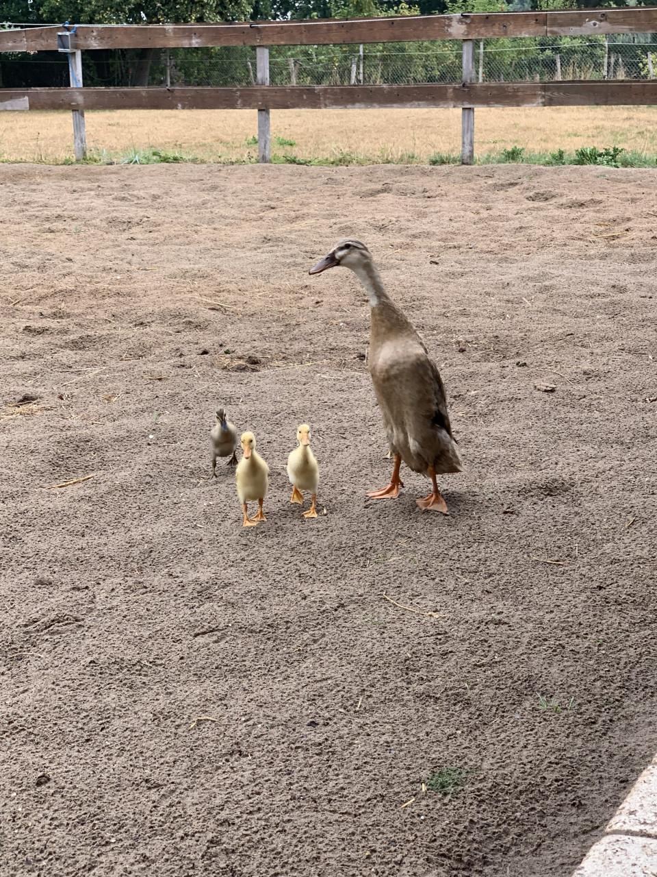Loopeenden kuikens
