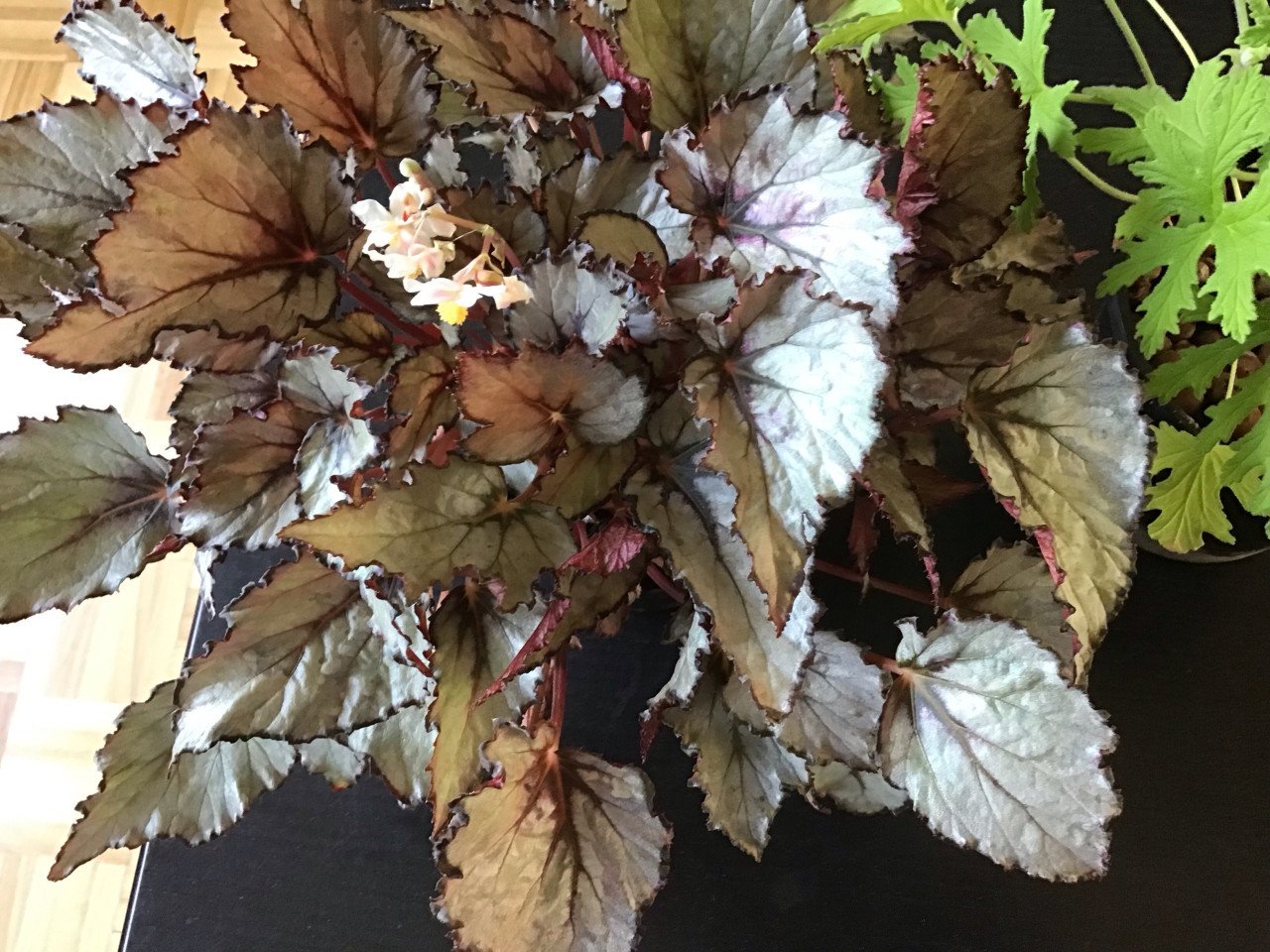 Kamerplanten: Ciroen garanium en een Bladbegania