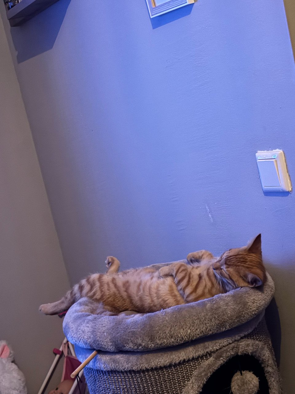 2 lieve kittens