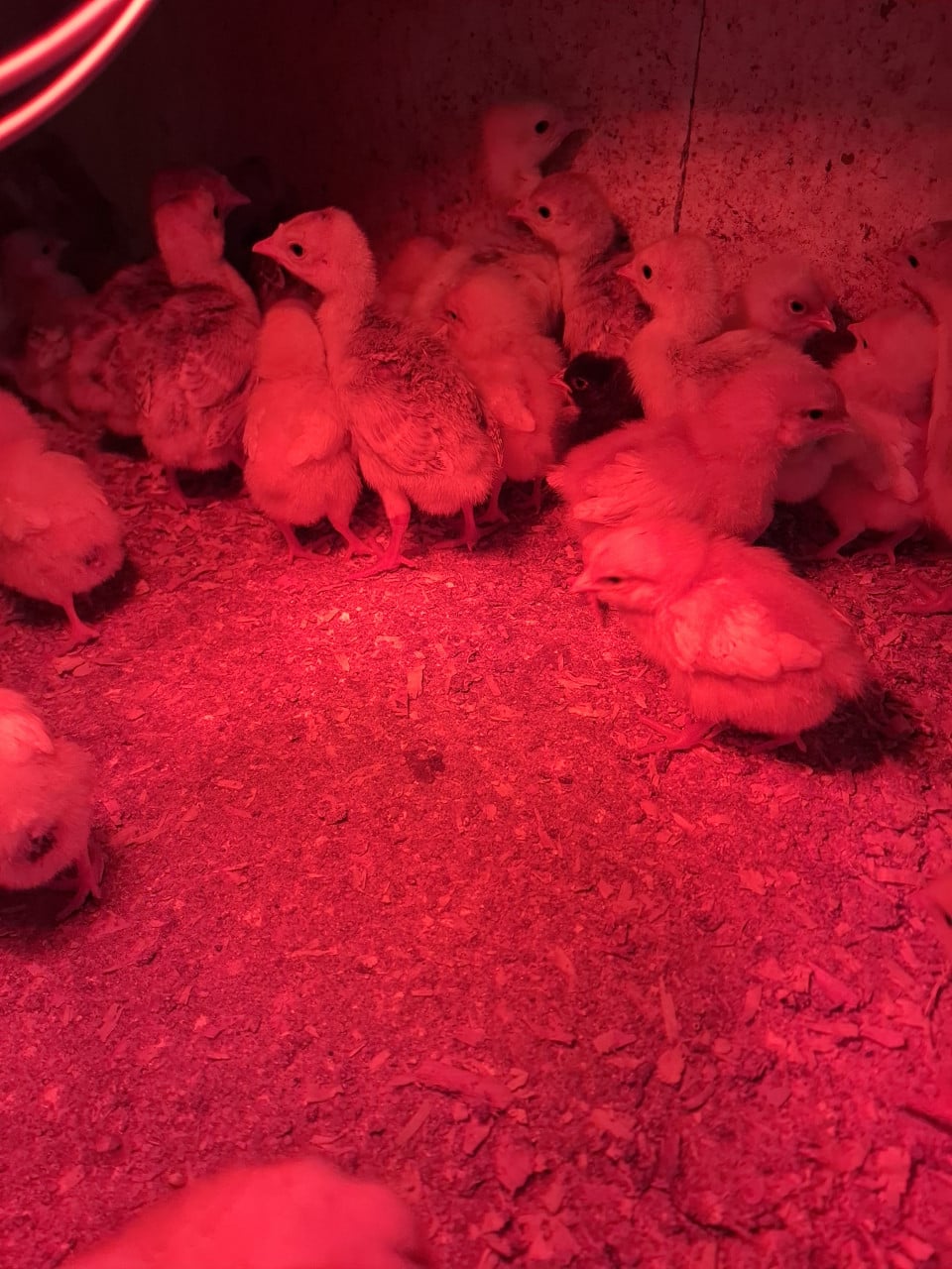 Eendagskuikens kalkoenen