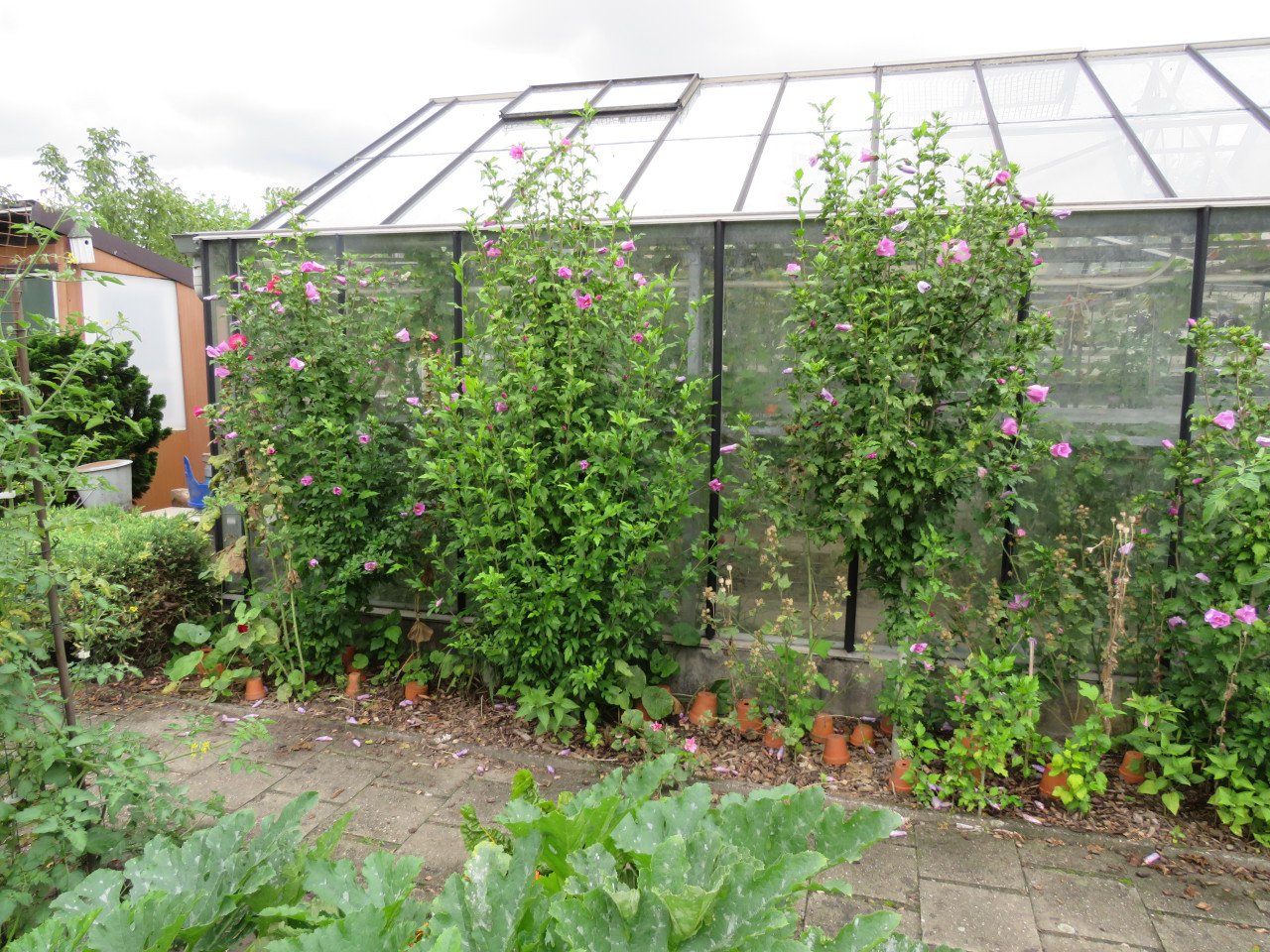 Hibiscus op stam