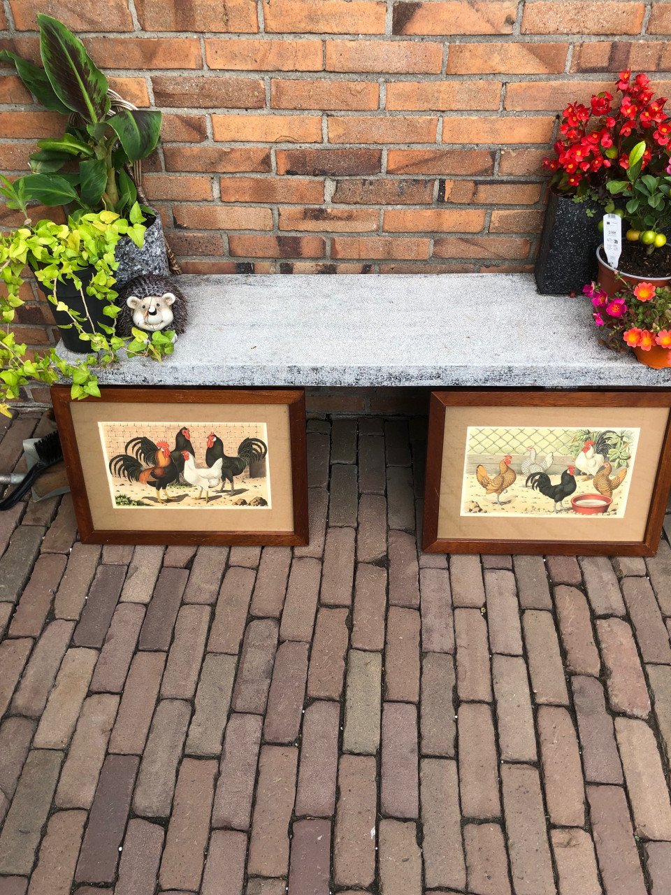 Kippen prent in gelijst achter glas.