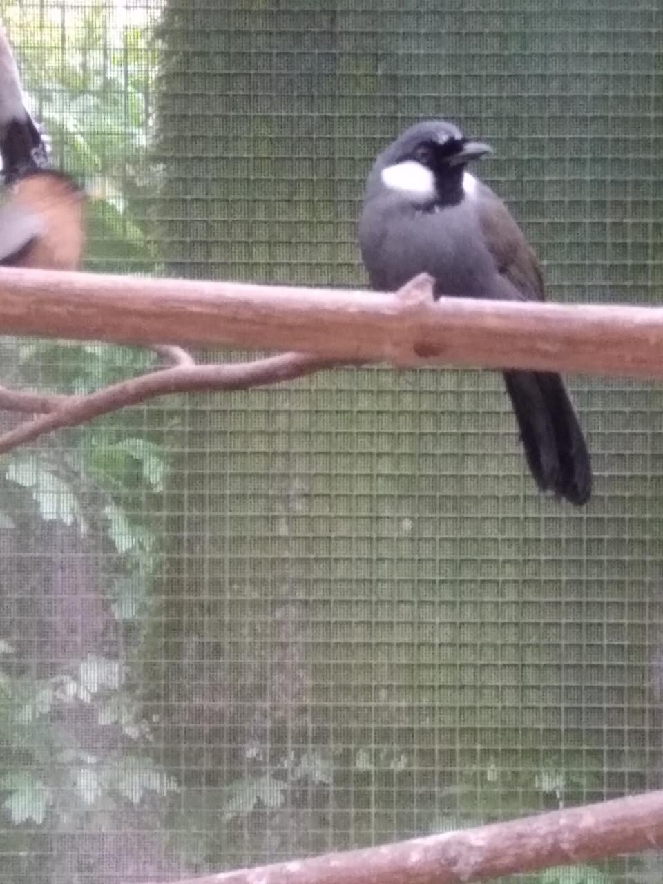 Witwanggaailijster pop.