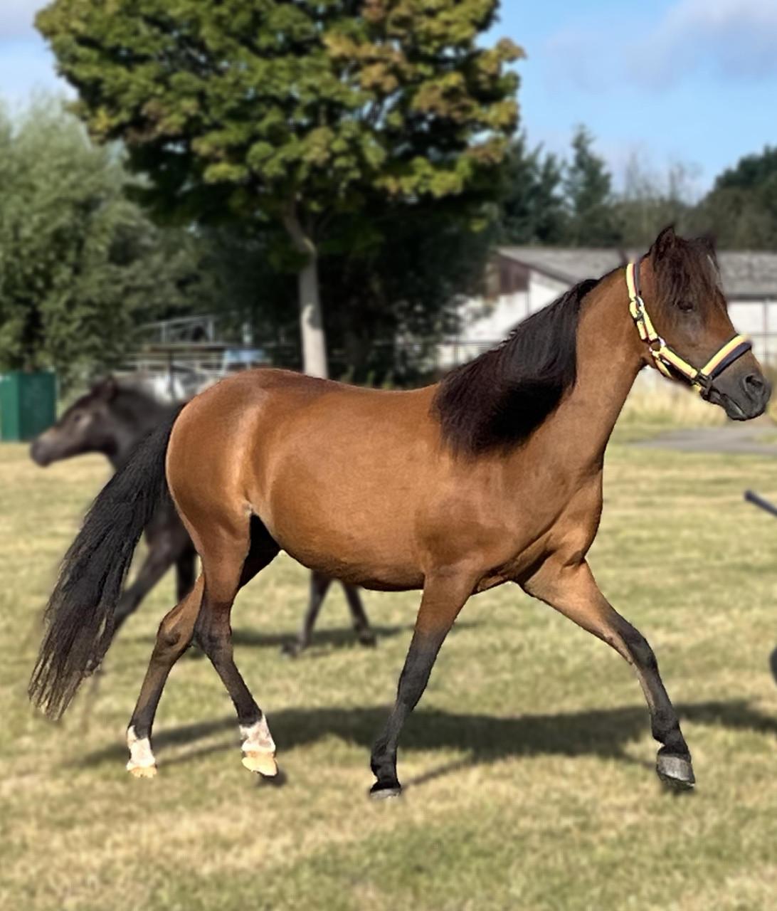 Geweldig leuke valk miniatuurpaard 2,5 jarige merrie +-105 cm