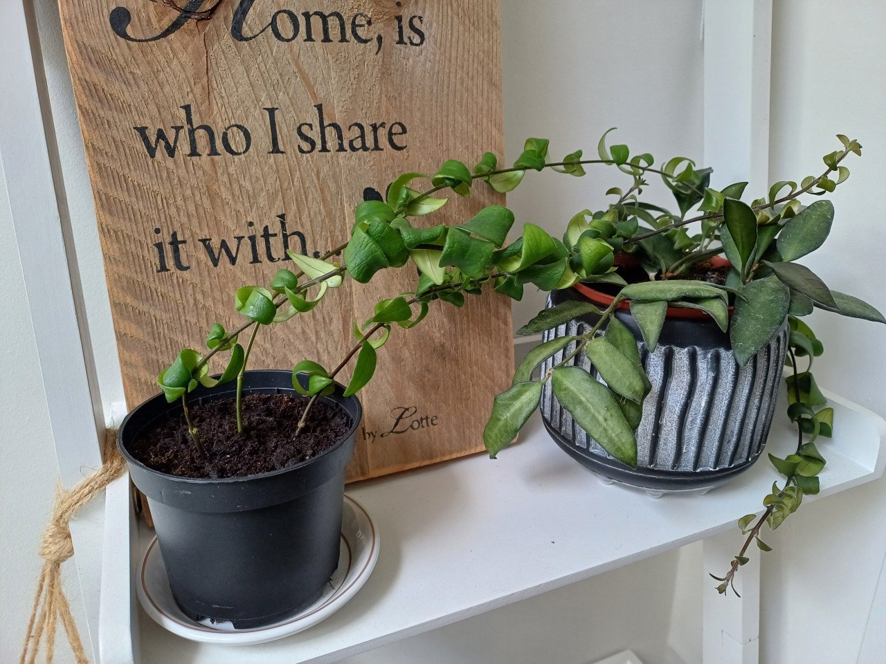 PRACHTIG: 3 gewortelde STEKJES LIPSTICKPLANT, rode bloemen