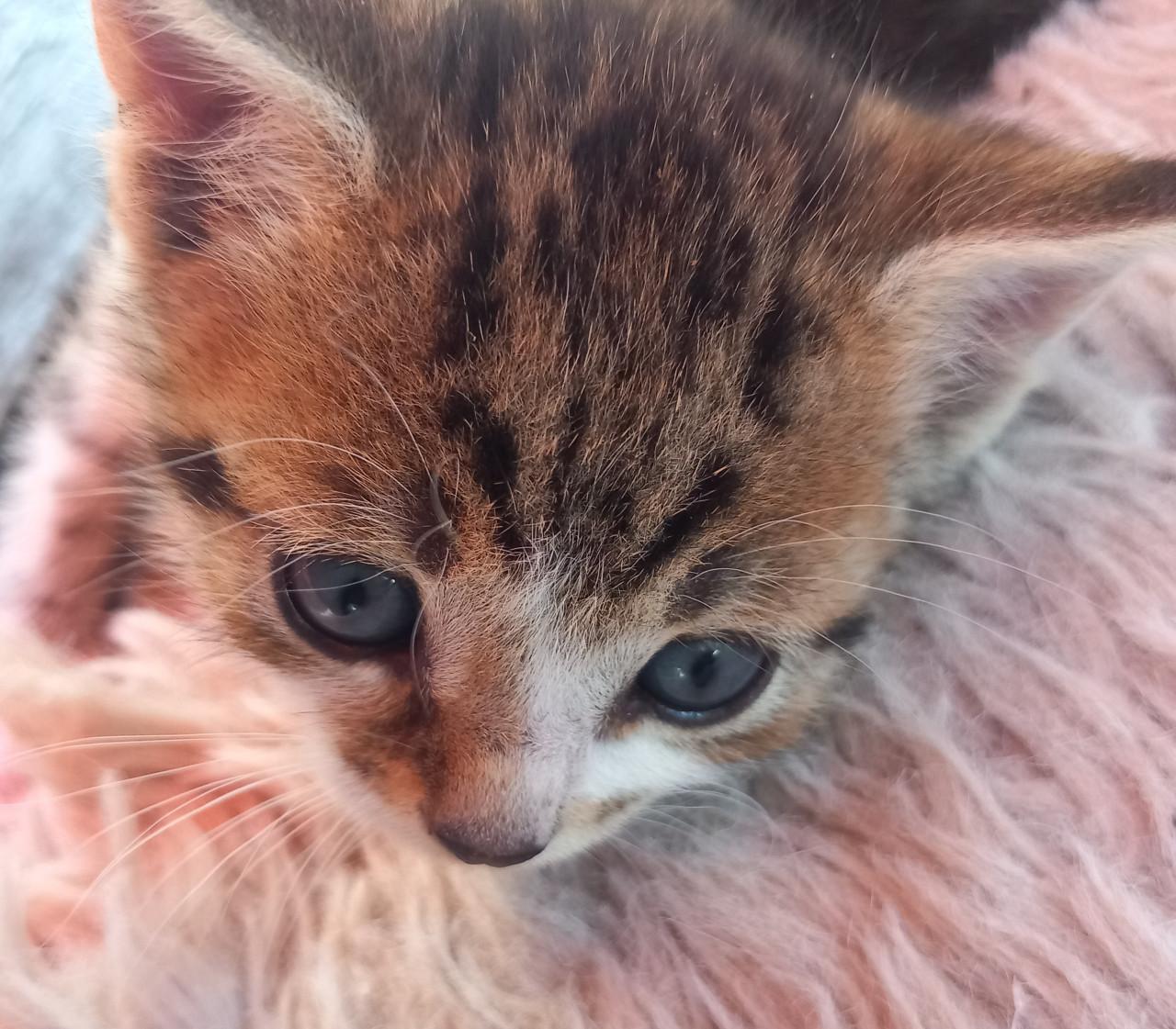 Prachtig nestje van 5 kittens