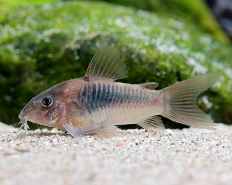 Corydoras Aeneus 1x