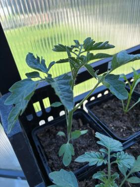 Biologische cherrytomatenplanten (sweetie)