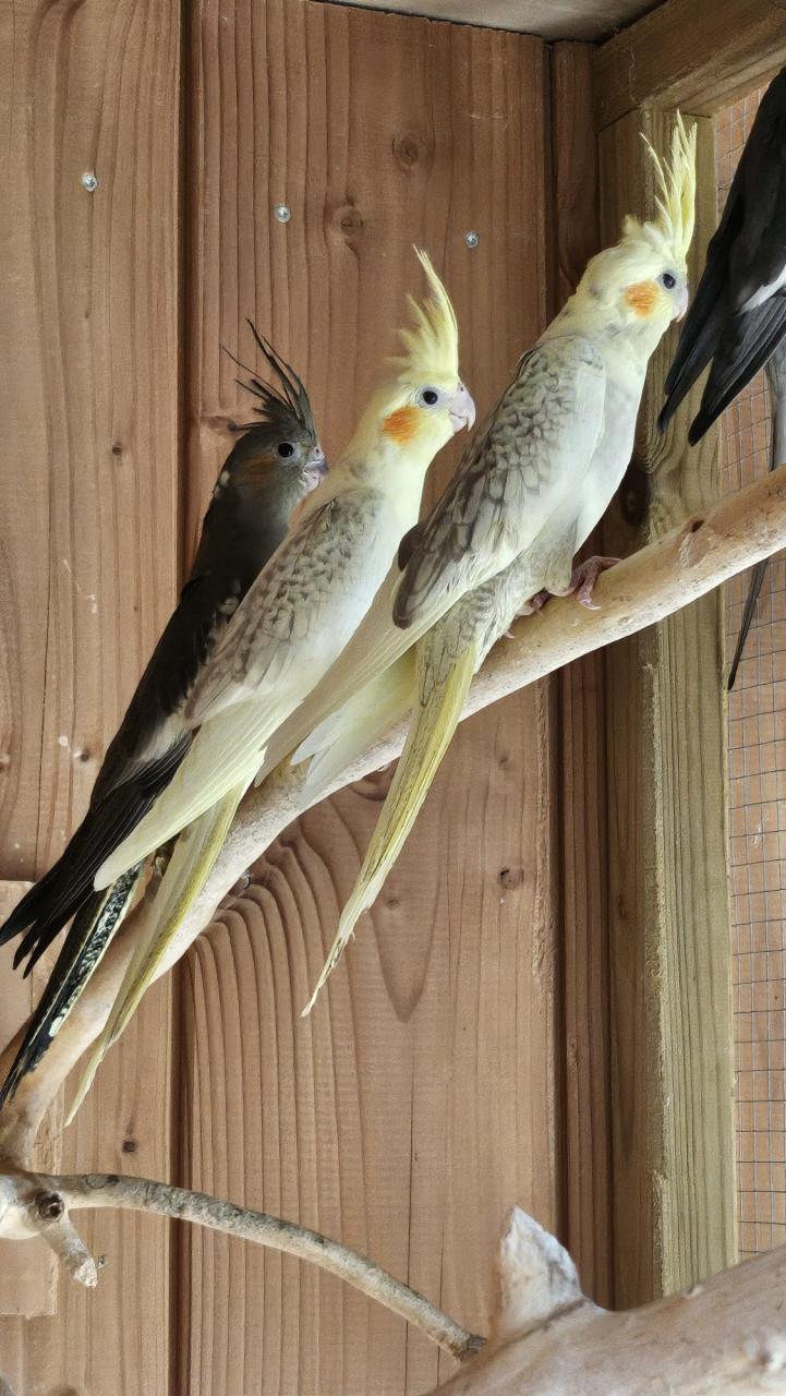 Jonge valkparkietjes