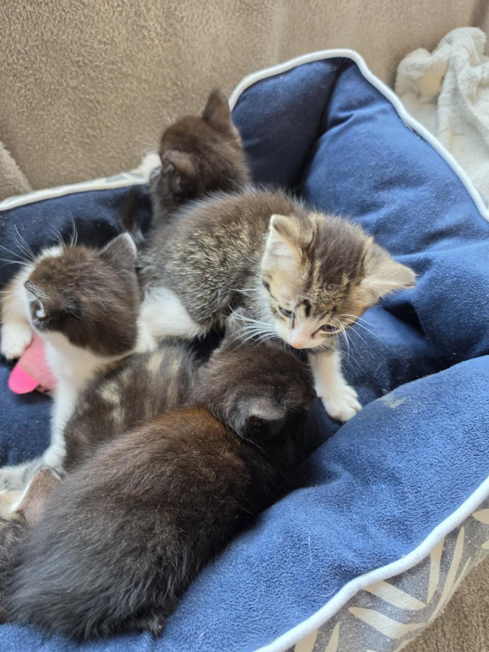 Kitten kittens poes poesjes kat katjes opgegroeid in huiselijke kring liefk