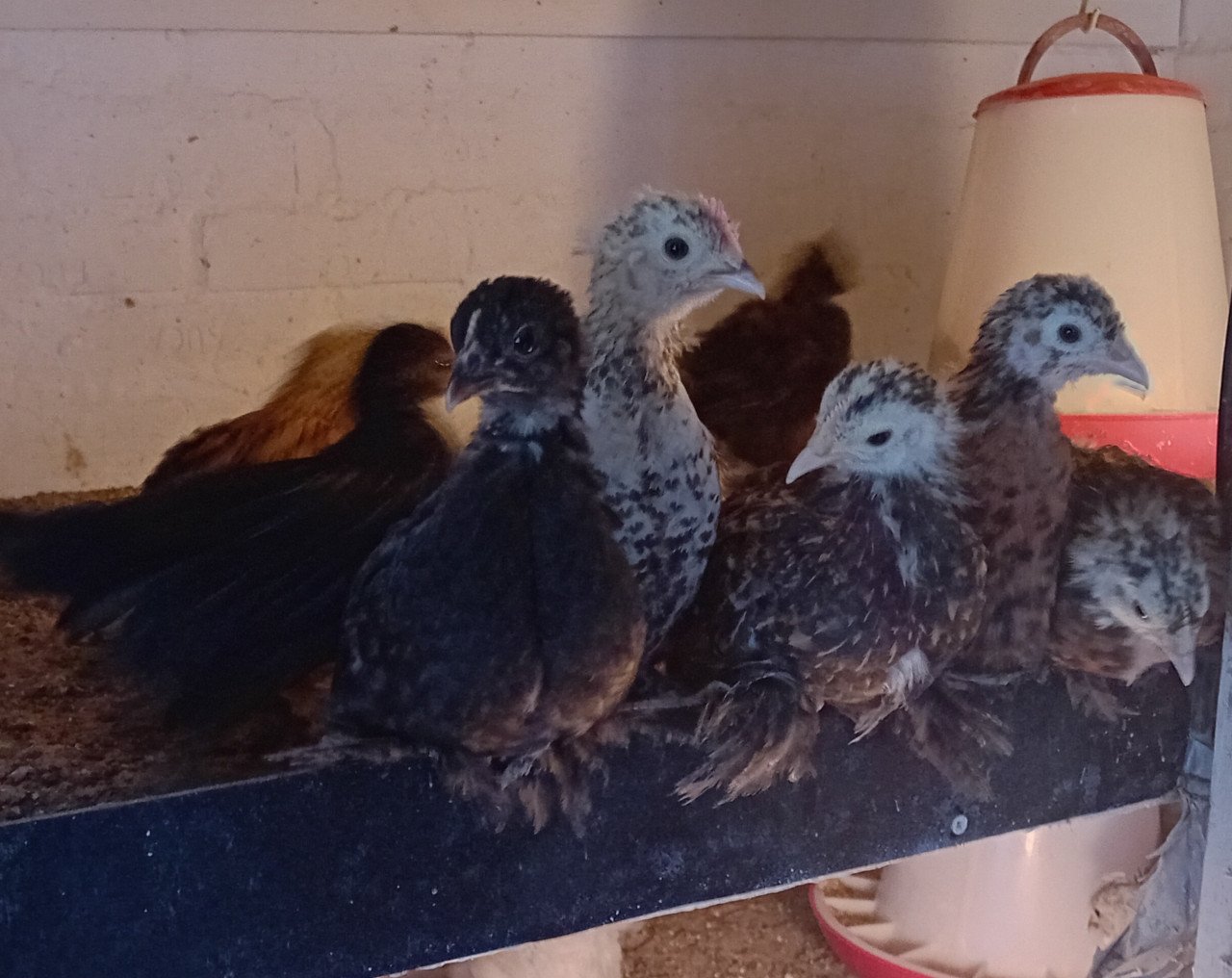 Jonge sabelpootkriel hennetjes