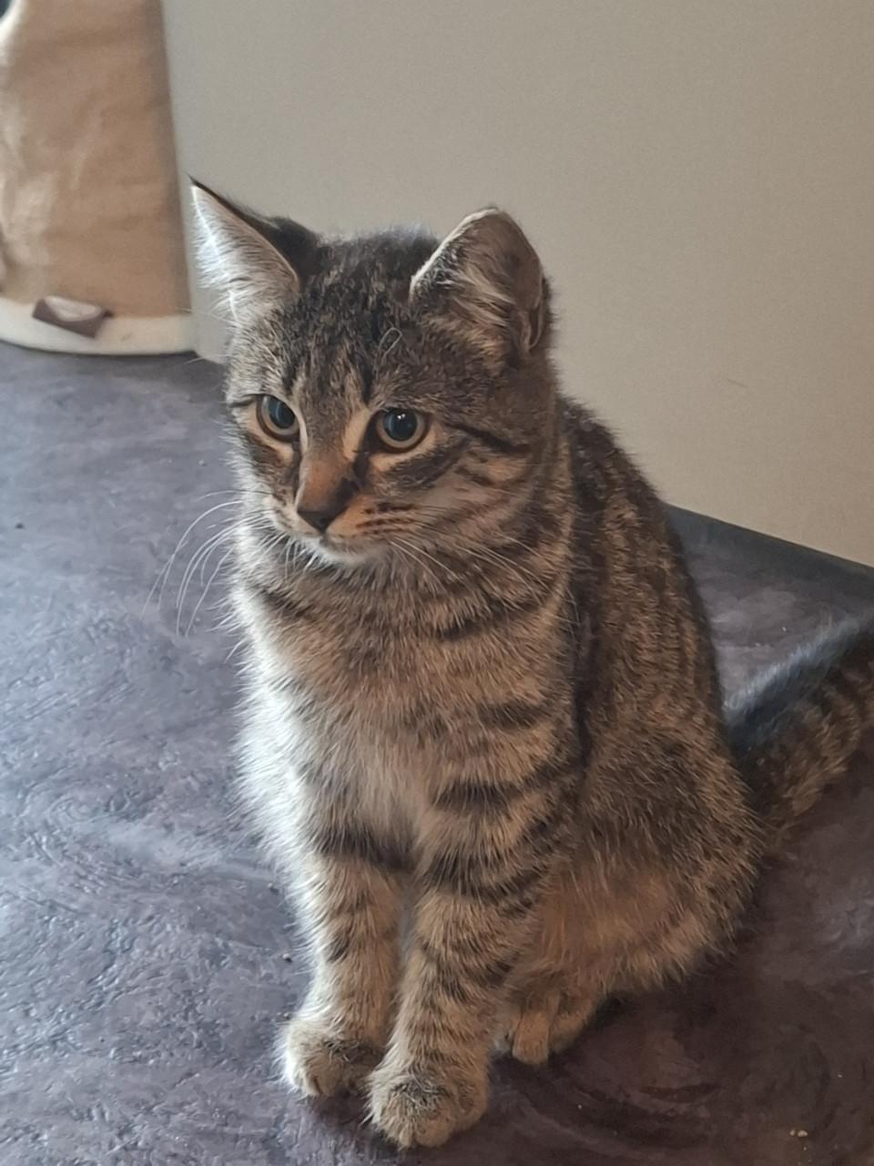 2 Kittens 6 maanden. Poes en katertje