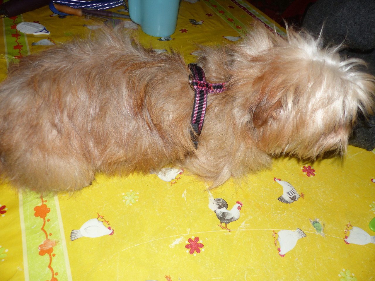 2 pups reutjes moeder Maltezer vader Yorkshire Terrier GEZOND SPEELS LIEF