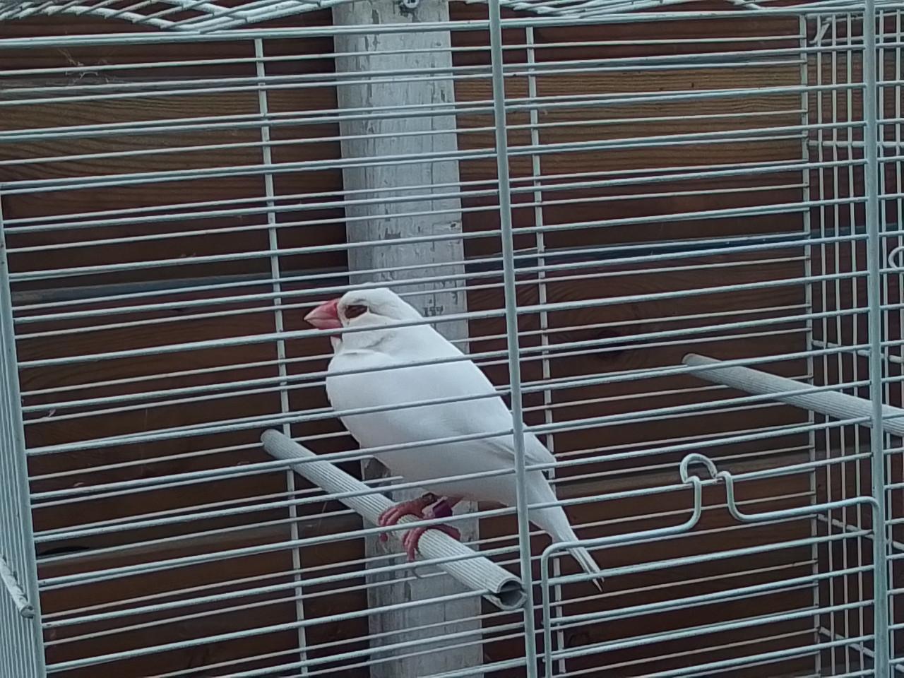 Rijstvogel man