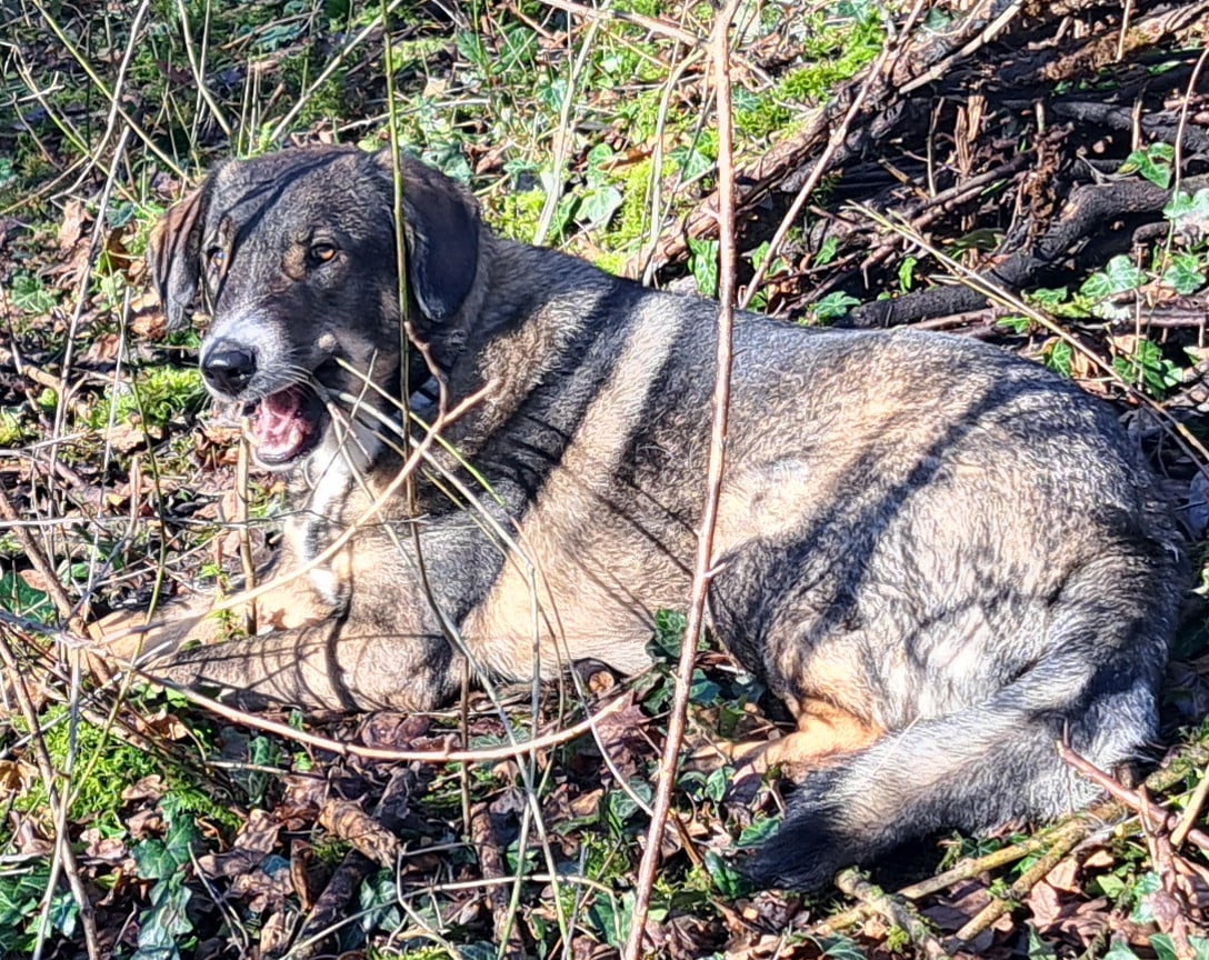 Knappe Ted ter adoptie