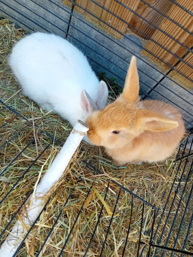 Twee lieve konijnen
