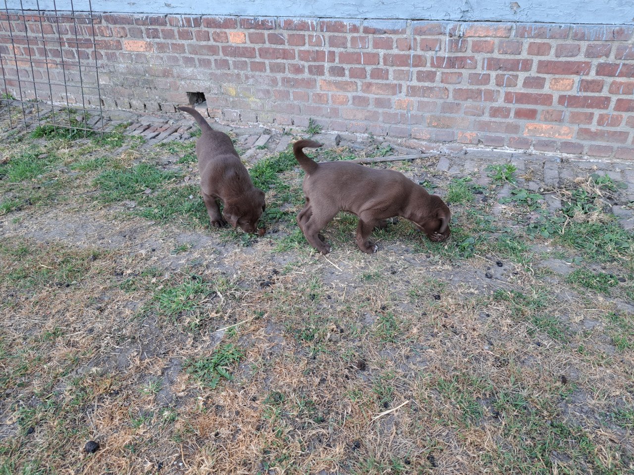 Prachtige puppies (labrador)