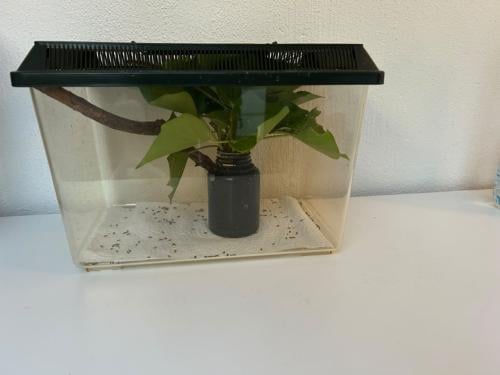 Terrariumbakken en wandelende takken